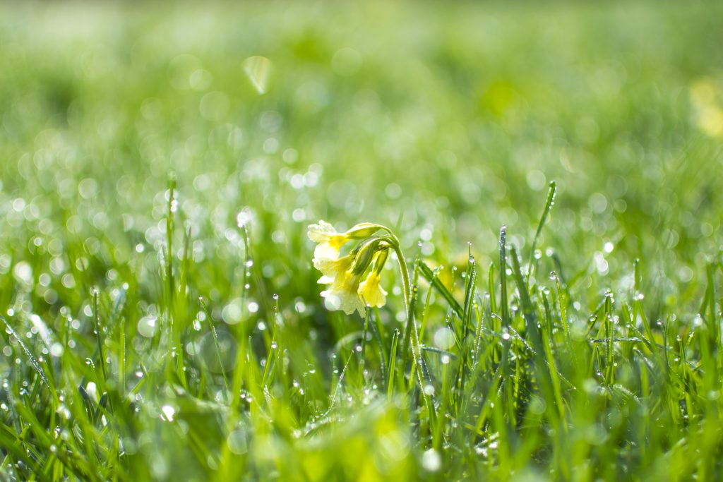 Beautiful and fresh grass in the morning